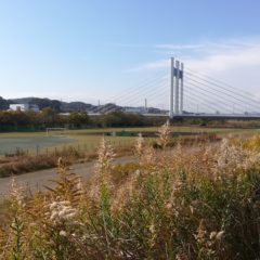 【No.11是政橋】橋情報／多摩サイ／接続道路・路線