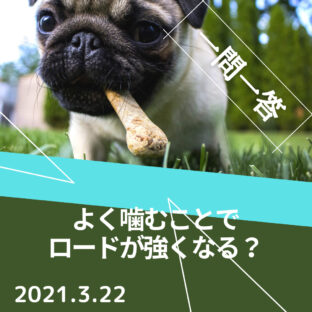 【一問一答】よく噛んで食べた方がロードは強くなりますか?