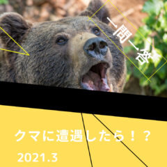 【一問一答】グァオゥ!!サイクリング中にクマと遭遇したらどうしますか？