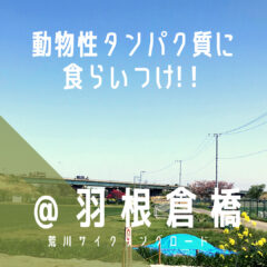 【羽根倉橋（はねくらばし）】富士山がドカンと見える！？／荒サイ／橋情報／グルメ