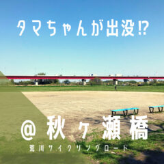 【秋ヶ瀬橋（あきがせばし）】タマちゃんも来ていた！？／荒サイ／橋情報／グルメ