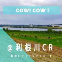 【牛さんが放牧されていた】準備中…｜利根川サイクリングロード｜橋情報｜グルメ